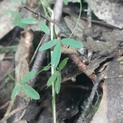 Glycine clandestina (Twining Glycine) at Paddys River, ACT - 11 Aug 2024 by Venture