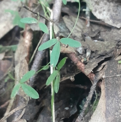 Glycine clandestina (Twining Glycine) at Paddys River, ACT - 11 Aug 2024 by Venture