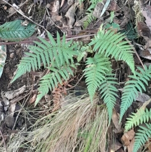 Dicksonia antarctica at Paddys River, ACT - suppressed