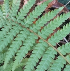 Dicksonia antarctica at Paddys River, ACT - suppressed