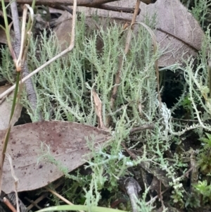 Cladonia sp. (genus) at Paddys River, ACT - 11 Aug 2024