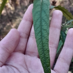 Olearia lirata at Paddys River, ACT - 11 Aug 2024