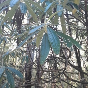 Bedfordia arborescens at Paddys River, ACT - 11 Aug 2024 01:59 PM