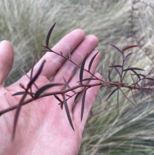 Acacia siculiformis at Tennent, ACT - 10 Aug 2024