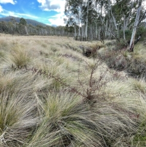 Acacia siculiformis at Tennent, ACT - 10 Aug 2024