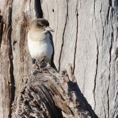 Cracticus nigrogularis (Pied Butcherbird) at Wodonga, VIC - 11 Aug 2024 by KylieWaldon