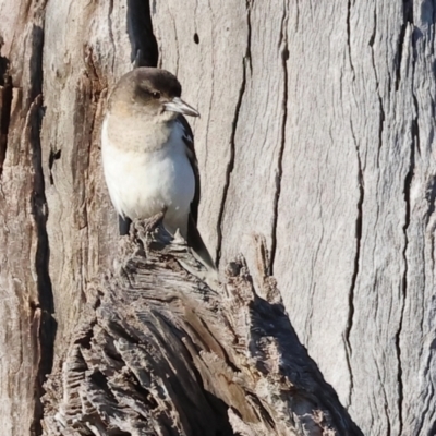 Cracticus nigrogularis (Pied Butcherbird) at Wodonga, VIC - 11 Aug 2024 by KylieWaldon