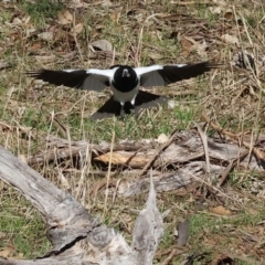 Cracticus nigrogularis (Pied Butcherbird) at Wodonga, VIC - 11 Aug 2024 by KylieWaldon