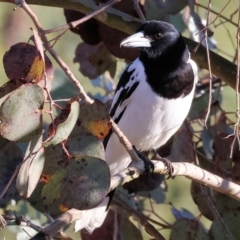 Cracticus nigrogularis (Pied Butcherbird) at Wodonga, VIC - 11 Aug 2024 by KylieWaldon