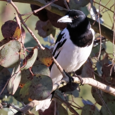 Cracticus nigrogularis (Pied Butcherbird) at Wodonga, VIC - 11 Aug 2024 by KylieWaldon