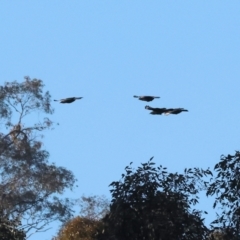 Corcorax melanorhamphos (White-winged Chough) at Wodonga, VIC - 10 Aug 2024 by KylieWaldon