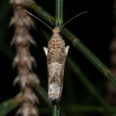 Crocidosema plebejana (Cotton Tipworm Moth) at Freshwater Creek, VIC - 9 Sep 2022 by WendyEM