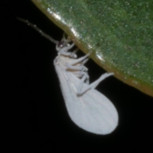 Coniopterygidae (family) at Freshwater Creek, VIC - 9 Sep 2022 09:48 PM
