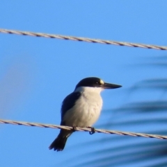 Todiramphus macleayii (Forest Kingfisher) at Rollingstone, QLD - 17 Aug 2024 by lbradley