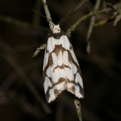 Chiriphe dichotoma (Reticulated Footman) at Freshwater Creek, VIC - 26 Sep 2022 by WendyEM