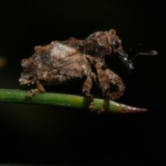 Orthorhinus klugii (Vine weevil) at Freshwater Creek, VIC - 27 Sep 2022 by WendyEM