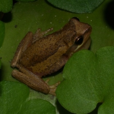 Litoria ewingii (Ewing's Tree Frog) at Freshwater Creek, VIC - 26 Sep 2022 by WendyEM