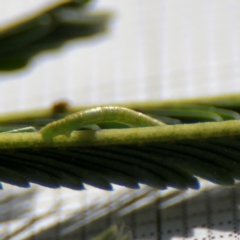 Ectropis (genus) immature at Braddon, ACT - 30 Aug 2024 by Hejor1