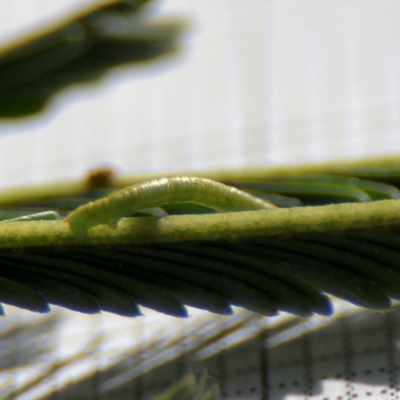 Ectropis (genus) immature at Braddon, ACT - 31 Aug 2024 by Hejor1