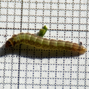 Aproaerema simplexella and isoscelixantha at Braddon, ACT - 5 Sep 2024