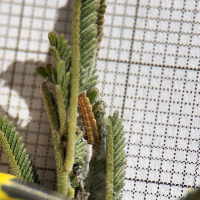 Lepidoptera unclassified IMMATURE (caterpillar or pupa or cocoon) at Braddon, ACT - 17 Aug 2024 by Hejor1