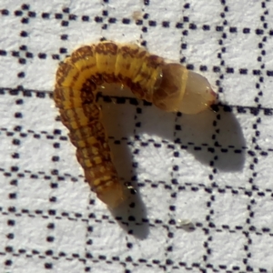 Lepidoptera unclassified IMMATURE moth at Braddon, ACT - 17 Aug 2024