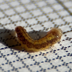 Lepidoptera unclassified IMMATURE moth at Braddon, ACT - 17 Aug 2024