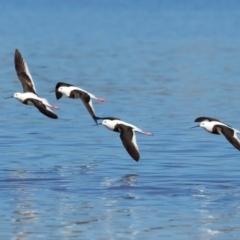 Cladorhynchus leucocephalus (Banded Stilt) at Rottnest Island, WA - 26 Apr 2024 by jb2602