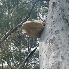 Laetiporus portentosus (White Punk) at Cook, ACT - 17 Aug 2024 by Jennybach