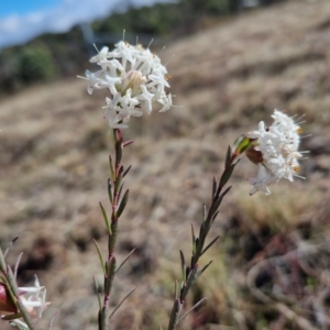 Pimelea linifolia subsp. linifolia at Kingsdale, NSW - 17 Aug 2024