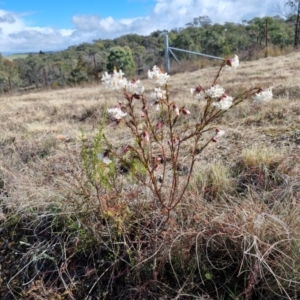 Pimelea linifolia subsp. linifolia at Kingsdale, NSW - 17 Aug 2024