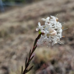 Pimelea linifolia subsp. linifolia at Kingsdale, NSW - 17 Aug 2024