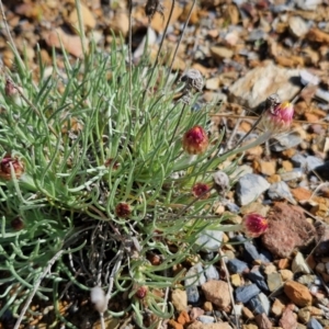 Leucochrysum albicans subsp. tricolor at Kingsdale, NSW - 17 Aug 2024