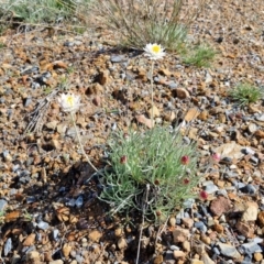 Leucochrysum albicans subsp. tricolor at Kingsdale, NSW - 17 Aug 2024