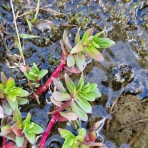 Lythrum hyssopifolia at Kingsdale, NSW - 17 Aug 2024