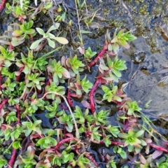 Lythrum hyssopifolia at Kingsdale, NSW - 17 Aug 2024