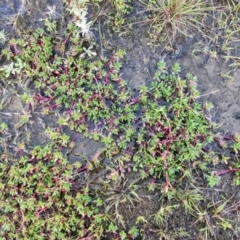 Lythrum hyssopifolia at Kingsdale, NSW - 17 Aug 2024