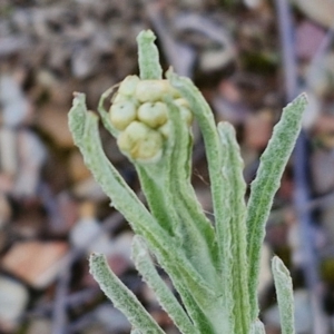 Pseudognaphalium luteoalbum at Kingsdale, NSW - 17 Aug 2024