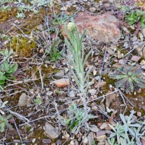 Pseudognaphalium luteoalbum at Kingsdale, NSW - 17 Aug 2024