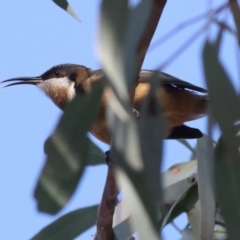 Acanthorhynchus tenuirostris (Eastern Spinebill) at Higgins, ACT - 17 Aug 2024 by MichaelWenke