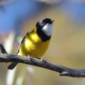 Pachycephala pectoralis at Higgins, ACT - 17 Aug 2024 10:12 AM