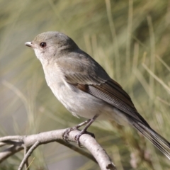 Pachycephala pectoralis at Higgins, ACT - 17 Aug 2024