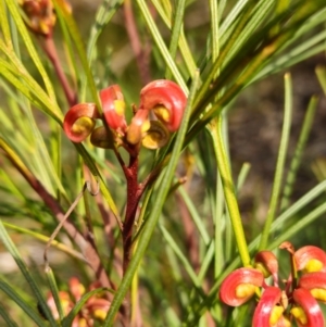 Grevillea sp. at Higgins, ACT - 16 Aug 2024