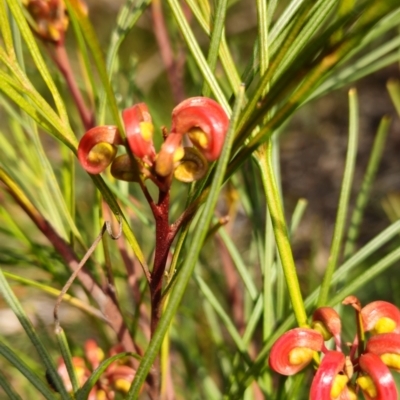 Grevillea sp. (Grevillea) at Higgins, ACT - 16 Aug 2024 by Untidy