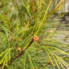 Grevillea sp. at Higgins, ACT - 16 Aug 2024