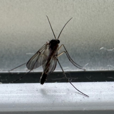 Sciaridae sp. (family) (Black fungus gnat) at Aranda, ACT - 15 Aug 2024 by KMcCue