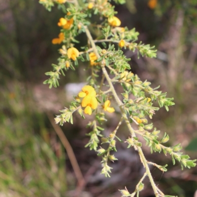 Pultenaea villosa (Hairy Bush-pea) at Comberton, NSW - 10 Aug 2024 by Clarel