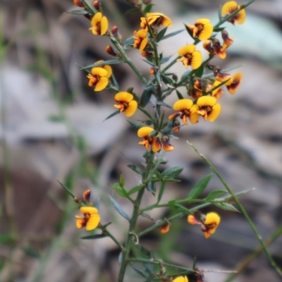 Daviesia ulicifolia (Gorse Bitter-pea) at Comberton, NSW - 10 Aug 2024 by Clarel