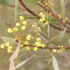 Acacia rubida at Strathnairn, ACT - 16 Aug 2024