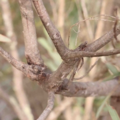 Acacia rubida at Strathnairn, ACT - 16 Aug 2024